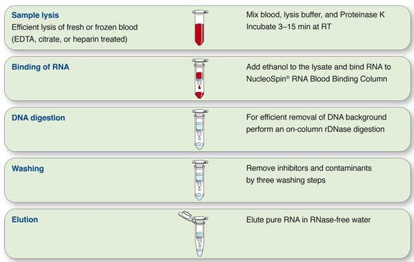 Nucleospin Rna Blood